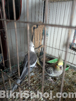 কোকাটেল জোড়া